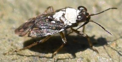 Common Shorebug