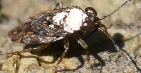 Common Shorebug