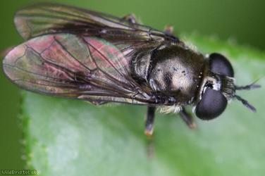 Pipizella viduata