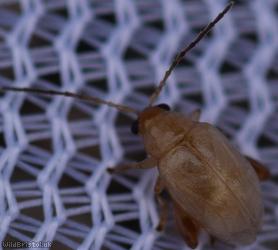 Ragwort Flea Beetle