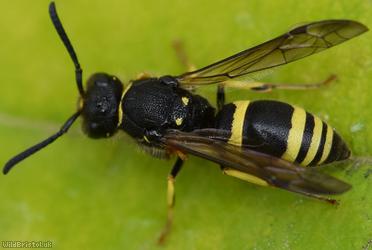 image for Three-banded Mason Wasp