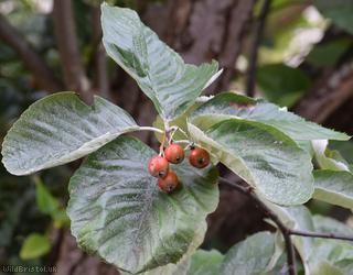 image for Tibetan Whitebeam