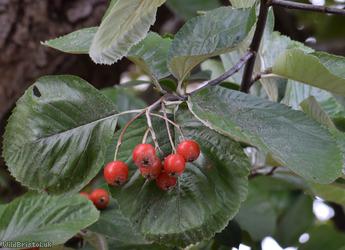 Tibetan Whitebeam