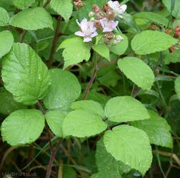 Rubus 'Bristol Botanic Garden'