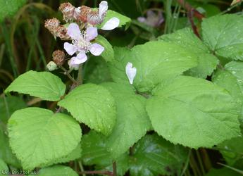 Rubus 'Bristol Botanic Garden'