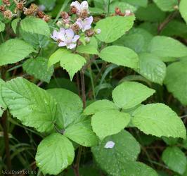 Rubus 'Bristol Botanic Garden'