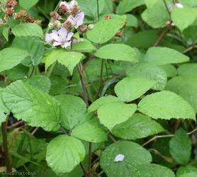 Rubus 'Bristol Botanic Garden'
