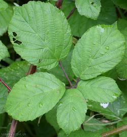 Rubus 'Bristol Botanic Garden'