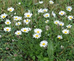 Oxeye Daisy