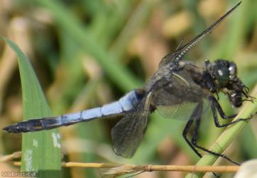 image for Scarce Chaser