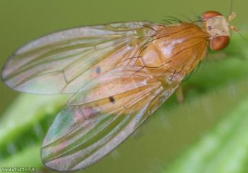 image for Sapromyza sexpunctata