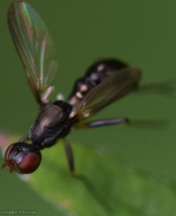 Nemopoda nitidula