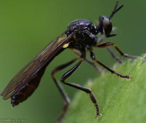 image for Stripe-legged Robberfly