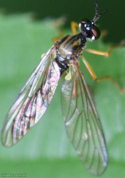 image for Small Yellow-legged Robberfly