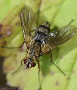 Cockchafer Parasite Fly
