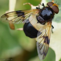 image for Pellucid Fly