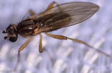 image for Yellow Spear-winged Fly