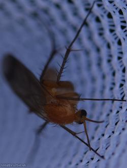 image for Fungus gnat Unidentified