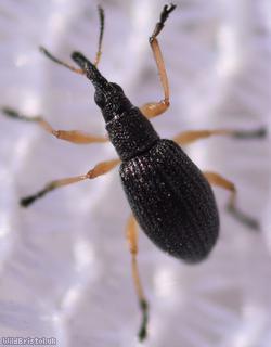 image for Clover Seed Weevil