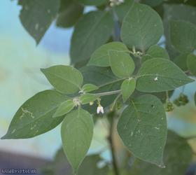 Tall Nightshade