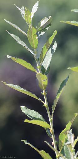 Broad-leaved Osier