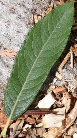 Broad-leaved Osier