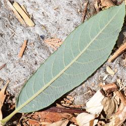 Broad-leaved Osier