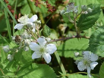 Mendip Tubercled Bramble?
