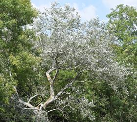 White Poplar