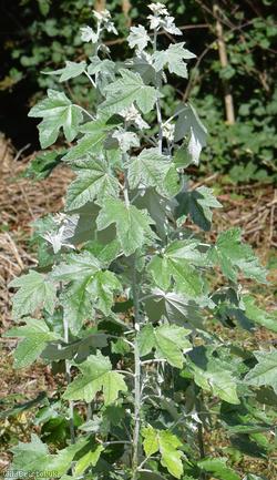 White Poplar