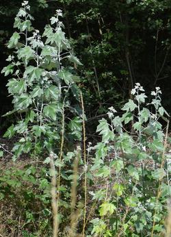 White Poplar