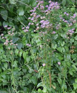 Robin's-plantain