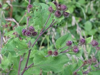 Lesser Burdock