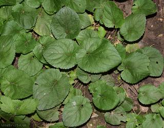 Sweet Violet