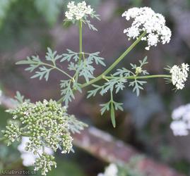Fool's Parsley
