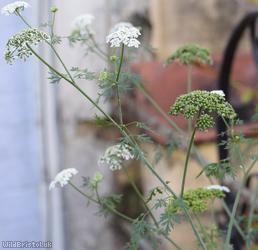 Fool's Parsley