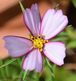 Mexican Aster