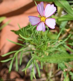Mexican Aster