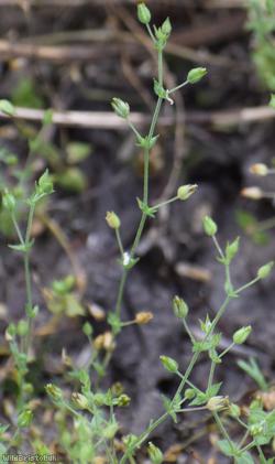 Slender Sandwort