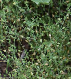 Slender Sandwort