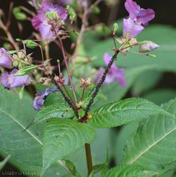 Black Bean Aphid