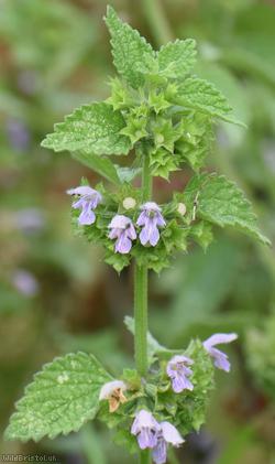 Black Horehound
