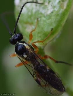 Syrphoctonus tarsatorius