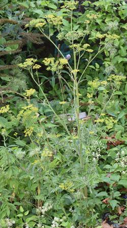 Parsnip