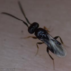 Platygastroid Parasitic Wasp Unidentified 2