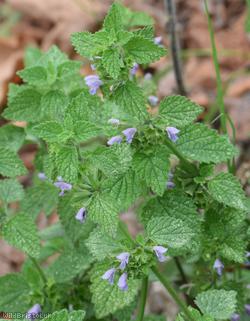 Black Horehound