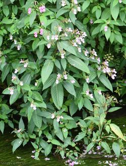 Himalayan Balsam