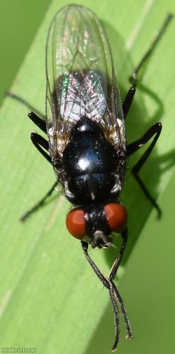 image for Lonchaeidae Unidentified