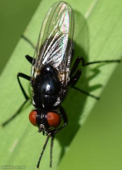 Lonchaeidae Unidentified