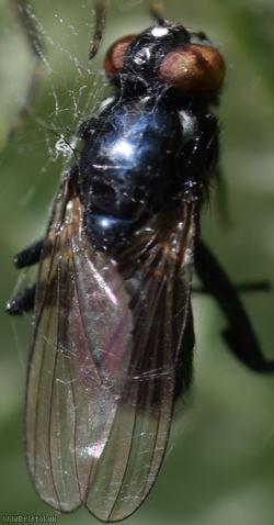 Lonchaeidae Unidentified